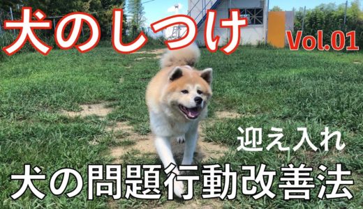 【犬のしつけ】問題行動改善方法！今回は「犬の迎え入れ」Animal Rescue Nursing