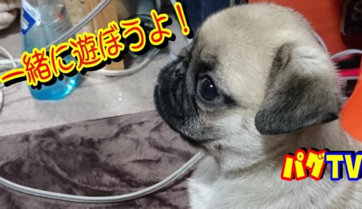 飼い主に構ってもらいたくて仕方がない赤ちゃん犬、無視されても意外と平気（笑）　うちのパグ『おまめ日記』《ぶさかわパグ動画》