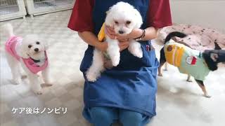 9月11日の保護犬の様子