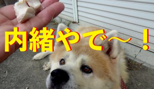 秋田犬アキラ内緒やで～シリーズ！Animal Rescue Nursing