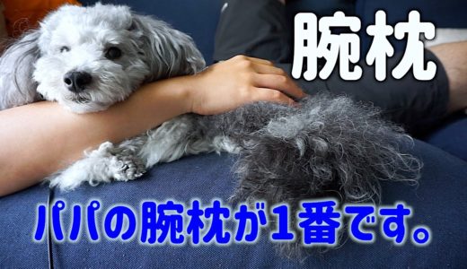 🐶飼い主の腕まくらが大好きな犬が可愛い件。【トイプードルのグリィ】【犬】【dog】【toy poodle】