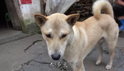 【田园寻犬】农家阿黄初长成，帅气可爱，却是村里最后的田园犬