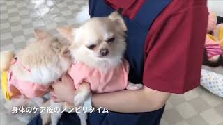 9月2日の保護犬の様子