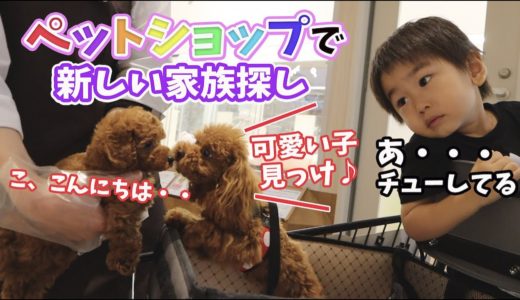 トイプードル 一人っ子の犬！イオンモールで新しい家族を探す犬が可愛い！