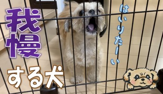 訴える犬！ペットフェンスからキッチンを覗く子犬 – Dog want a treats -【チワワ×シーズー】