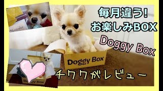 毎月違う❗犬用🐶お楽しみBOX🌟Doggy BOXチワワがレビュー📣かわいい💖～Chihuahua reviews happy box for dog💚Cute💙