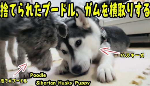 捨てられたプードルがハスキー犬のガムを奪って逃げた Husky Puppy