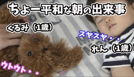 【トイプードル】犬と赤ちゃんの仲良しモーニングルーティン！