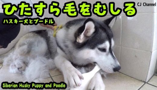 毛をむしられるハスキー犬とプードル　文ちゃん動画でやりたくなる Husky Puppy and Poodle