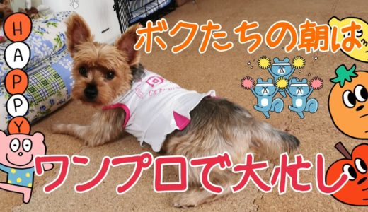 ボクたち朝はワンプロで大忙し💦 元保護犬たちの日々の生活