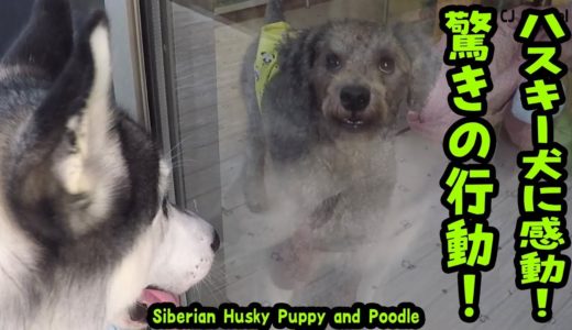 驚きの行動！ハスキー犬は、こんなにも優しくて頼もしいのか？Husky and Poodle