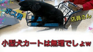 超大型犬 ニューファンドランド ショッピング❕ 小型犬カートには乗れません❕笑 Newfoundlanddog