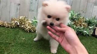 ペットショップ犬の家＆猫の里 イオン小牧店【生体番号105585】【種類ポメラニアン】