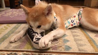 【秋田犬】ぱたこの警告を無視し、スニーカー中毒になってしまったこむぎ【Akita-inu】Sneaker addiction