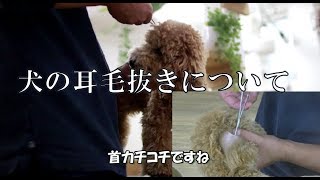 犬の耳毛抜きについて言いたい事がある。