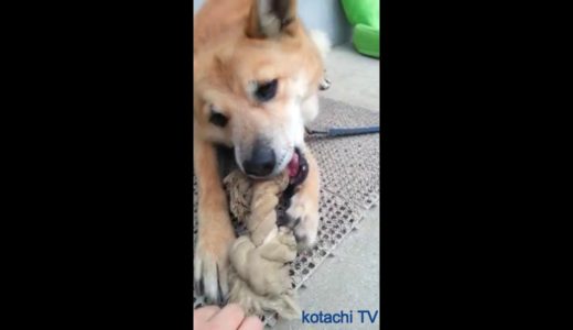 ガムを食べたら離さない犬の動画【 最高に可愛い犬の動画】動物愛護センターから来ました愛犬コタです！　我が家の癒し犬　★kotachi TV