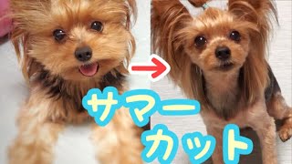 ヨークシャテリアがサマーカットしたら同じ犬とは思えない顔の大きさ!!!