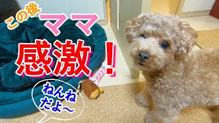 「ねんねだよ」と言った後の犬の行動にママ感激！【トイプードル】