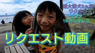 リクエスト動画❕ 超大型犬 3ヶ月 子犬 パピー ワクチン🐶💉 シマノ 19アンタレス 息子ライト 娘 北海道犬 茶太郎君 Great DaneFishingVaccine Dog