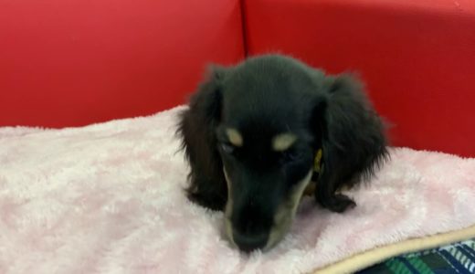 ペットショップ犬の家＊京都樟葉店　Mダックス