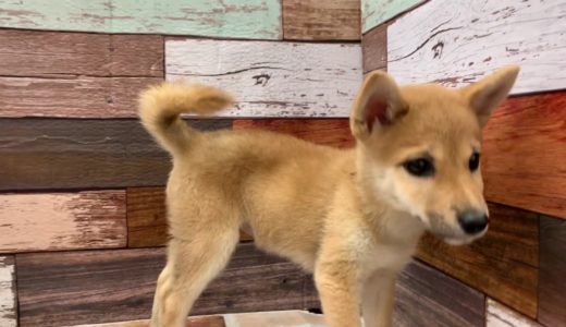 ペットショップ 犬の家 三木店 「柴犬」「104291」