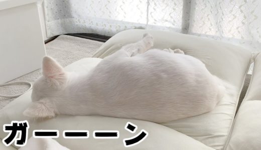 パパがうざい時の犬の対応があまりにも冷たすぎる件。まさかの〇〇塩対応のチワワのコハク