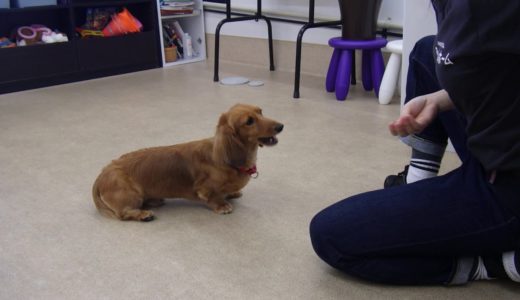 犬の幼稚園 ハヌルくんとトレーニング