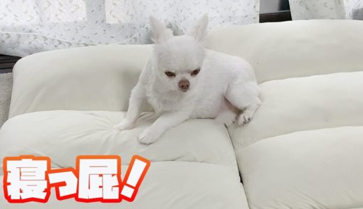 自分のオナラにため息が出てしまう犬！チワワのコハク