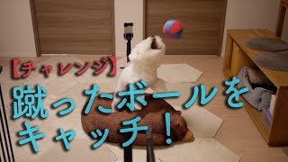 蹴ったボールをノーバンでキャッチする犬！ビションフリーゼわたまる