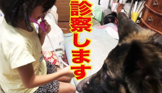 診察しますよーシェパード犬・孫娘.お医者さんゴッコPlaying doctor