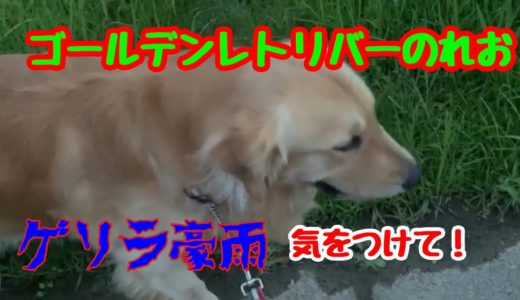 【大型犬】わかっちゃいるけど、やめられない、ゴールデンレトリバーのれお