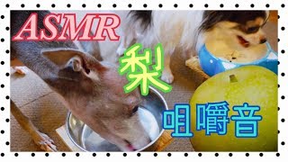 梨咀嚼音【犬ASMR】