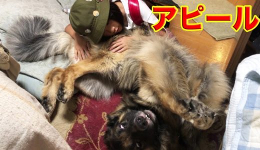 アピール中・ここにいるよ♪早く撫でて、シェパード犬マックtickle his tummy