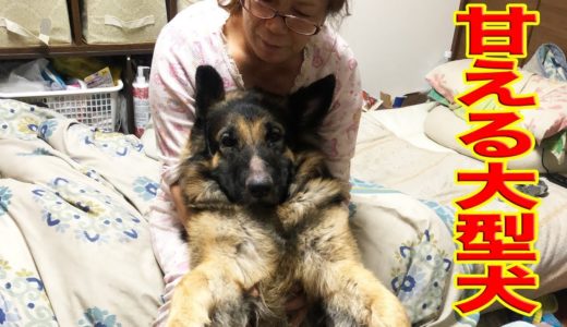 甘える大型犬・シェパード犬マックは甘えん坊♪My dog is affectionate.