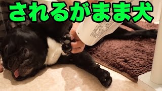 されるがままの犬をお手入れし、心ゆくまで乾かす動画