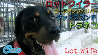 ロットワイラー ゴールデンレトリバー ダックスフンド トラネコ 大型犬 Lot wifeGolden RetrieverDachshund puppies