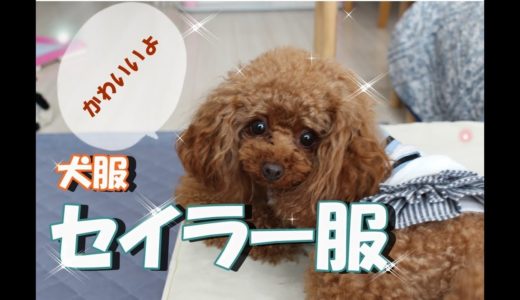 【犬服】新しい服が出来ました！可愛いセイラー服　トイプードルのモモ　toypoodle.momo