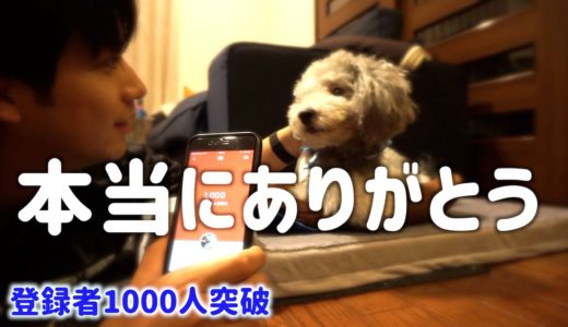 🐶登録者1000人の瞬間を犬と一緒に。本当にありがとうございます。これまでの軌跡【トイプードルのグリィ】【犬】【dog】【toy poodle】