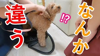 大好きなトリマーのお姉さんに会えるけど、なんだか犬の様子がおかしい・・・。【トイプードル】