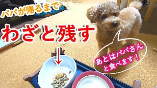 【忠犬】パパが帰るまでご飯をわざと残しておく犬が可愛すぎるw【トイプードル】