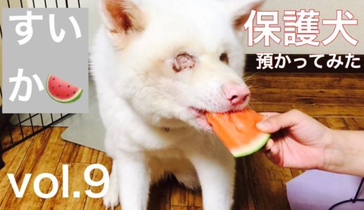 【保護犬預かり】すいか食べるかな【1ヶ月と15日目】