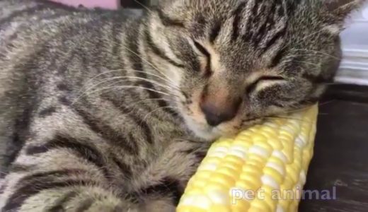 かわいい動物、犬、猫たち　おもしろペット動画＃144