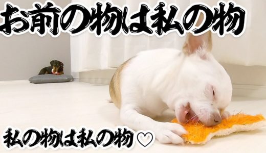 先住犬のお気に入りおもちゃは何としても手に入れたい子犬