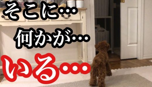 犬が見たものとは…？様子がいつもと違う愛犬…。【トイプードルそぼろ＆ニコ】