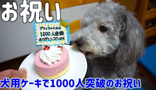 🐶犬と登録者1000人突破のお祝いで犬用ケーキを食べました。【トイプードルのグリィ】【犬】【dog】【toy poodle】