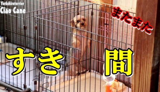 続・すき間犬