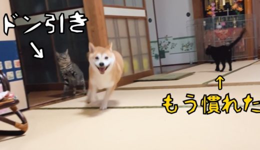 走り狂う犬にドン引きの猫ともう慣れた猫 Dog runs around the house