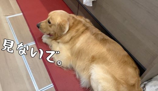 犬にだって見られたくないことの一つや二つあるゴールデンレトリバーベンツ。