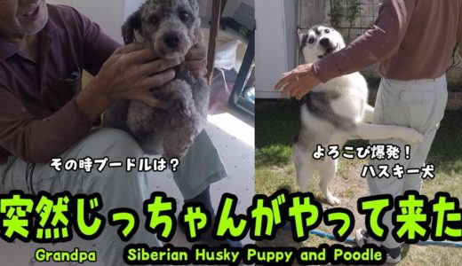 突然じっちゃんが来た！ハスキー犬とプードルは？Husky puppy and Poodle