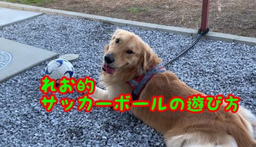 【大型犬】サッカーボールの使い方、ゴールデンレトリバーのれお